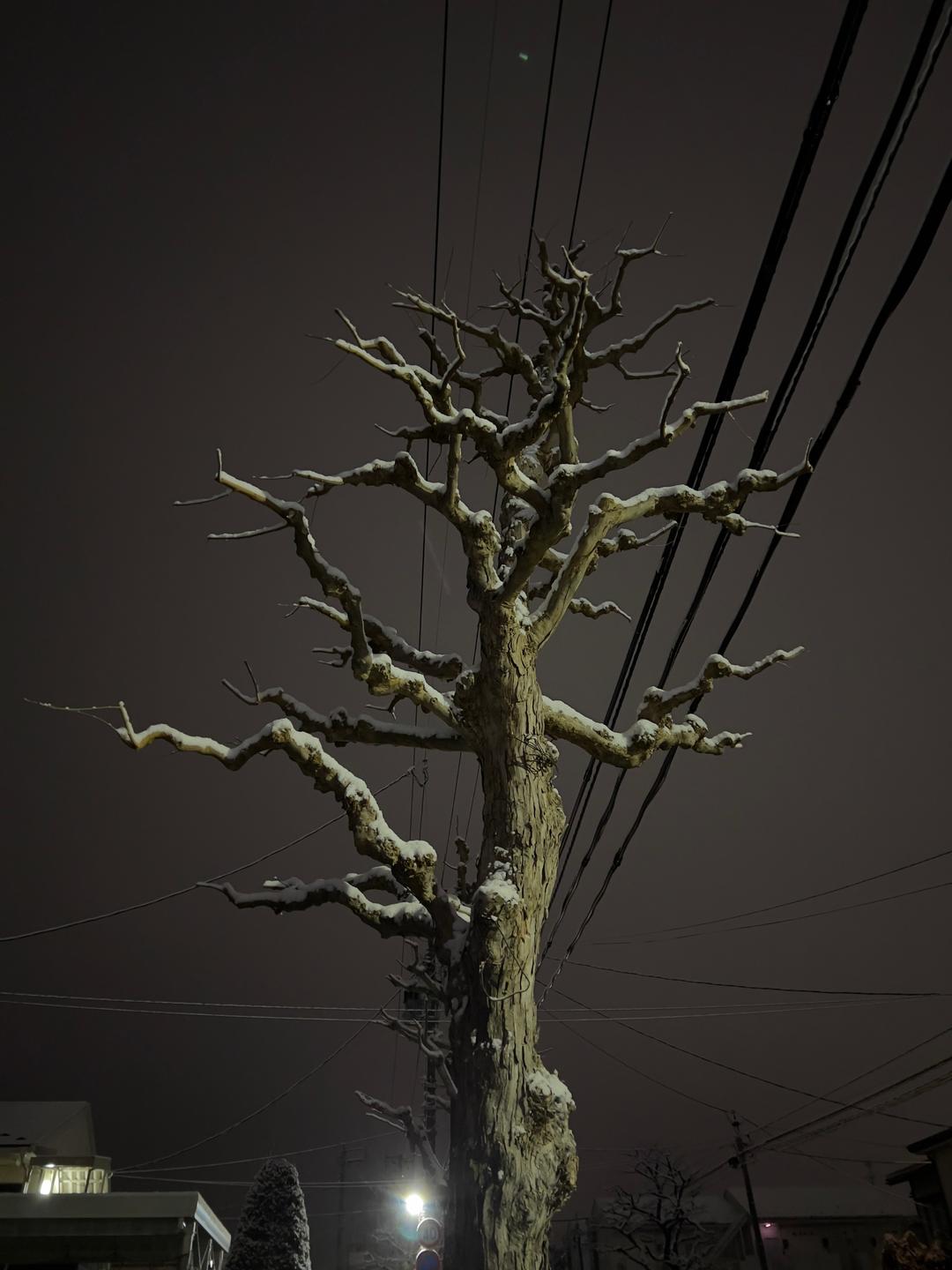 Branches and wires – Yamagata, Japan