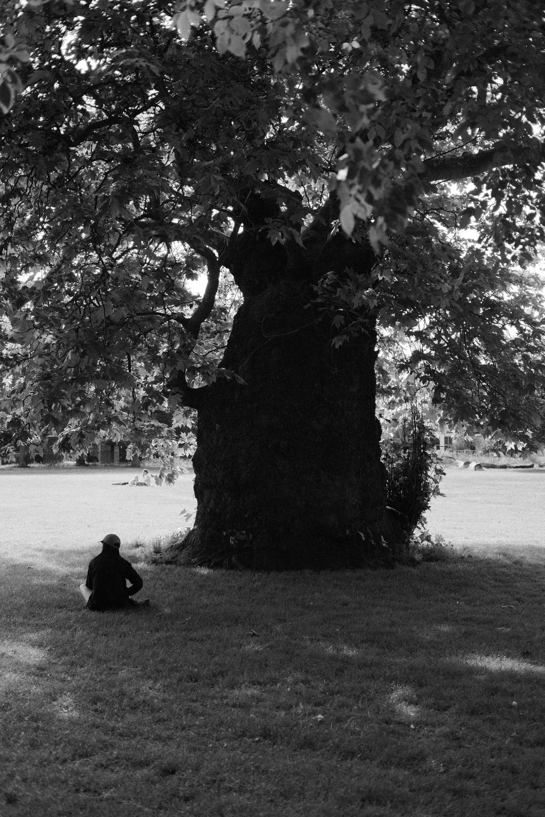 Sitter beneath the tree – London