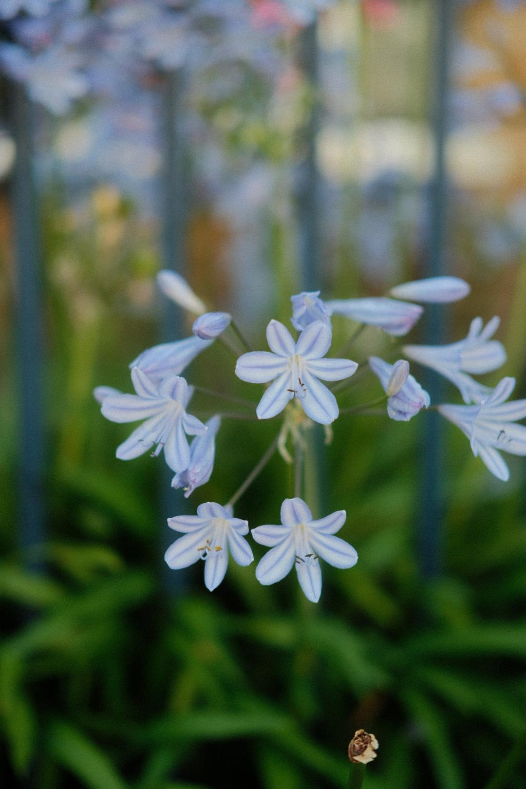 Delicate blue flowers – London