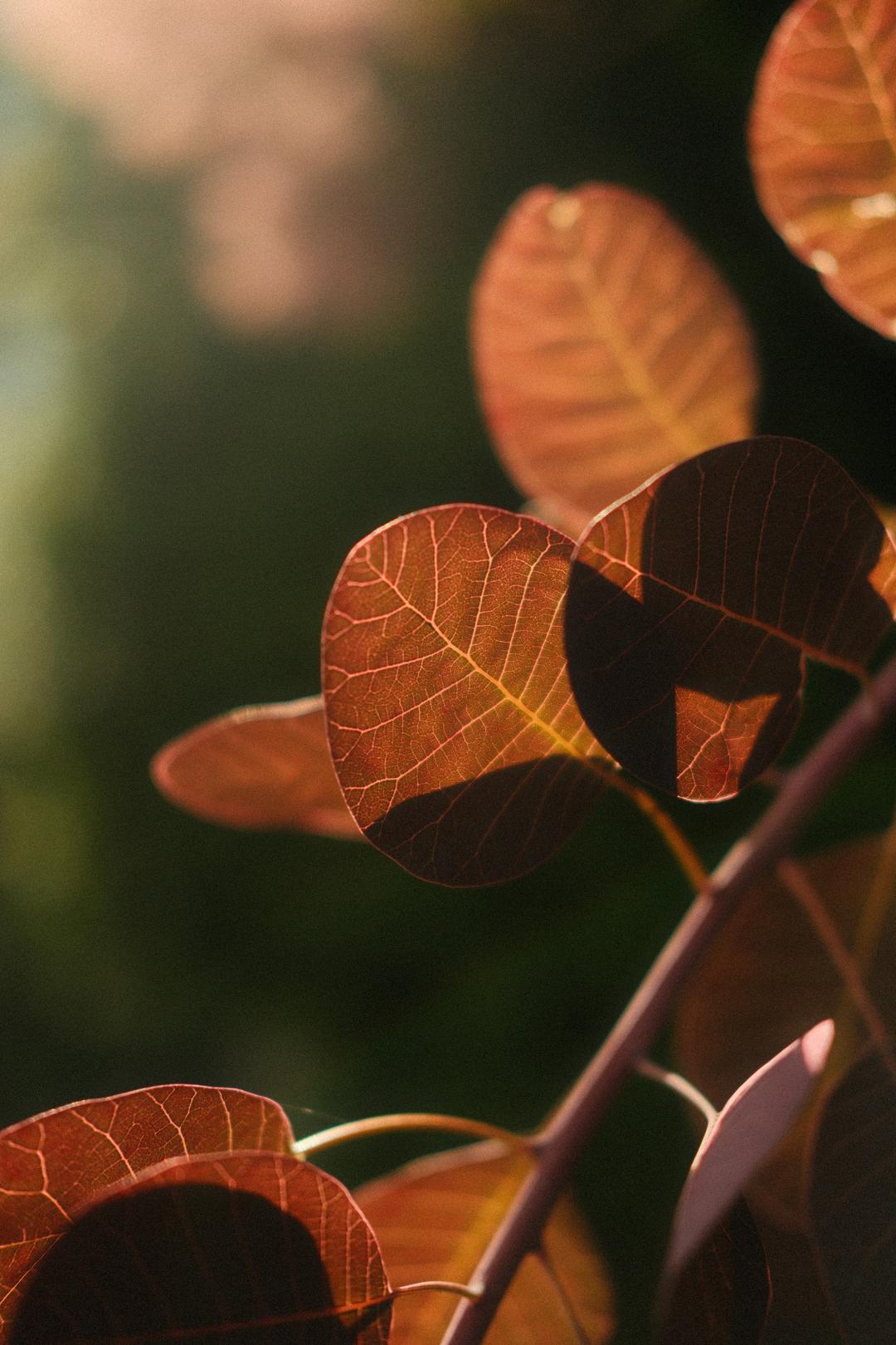 Copper leaves – London