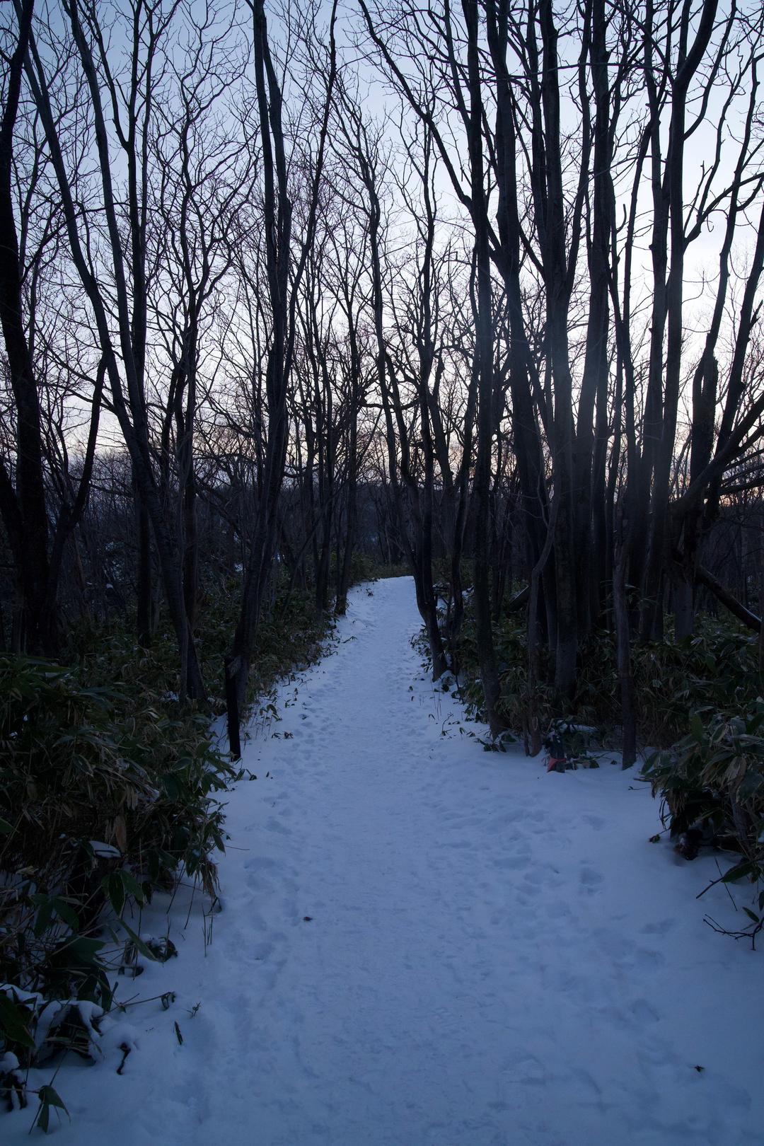 Snowy forest path – Noboribetsu, Hokkaido