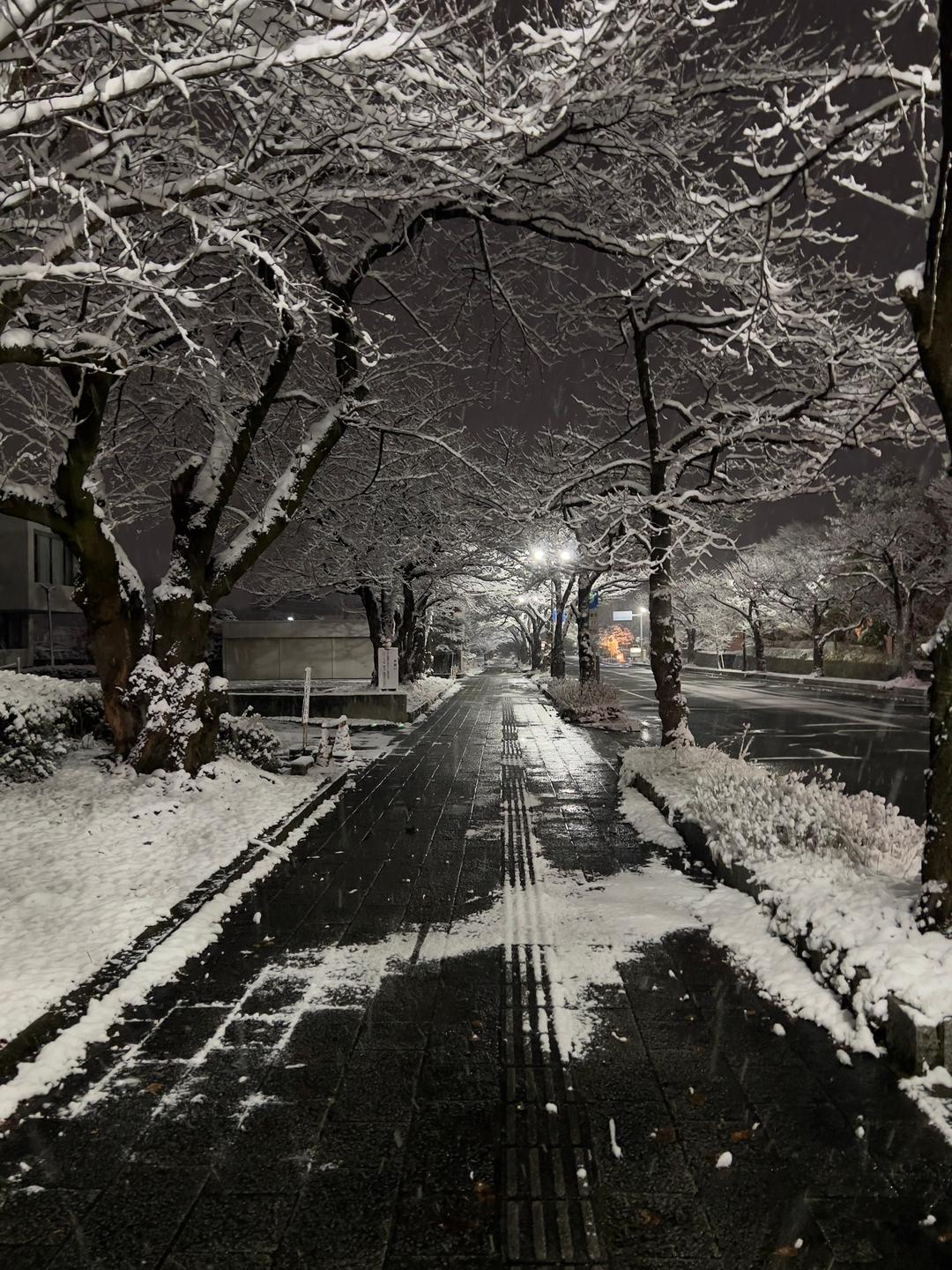 White branches, dark pavement – Yamagata, Japan