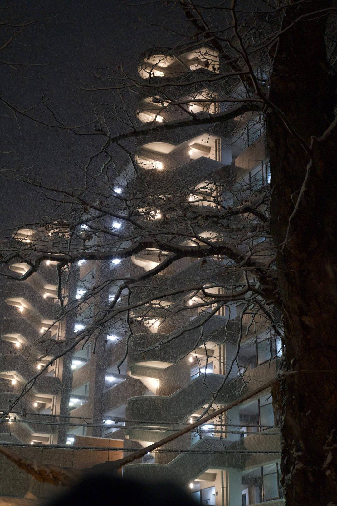 Stairs behind branches – Yamagata, Japan