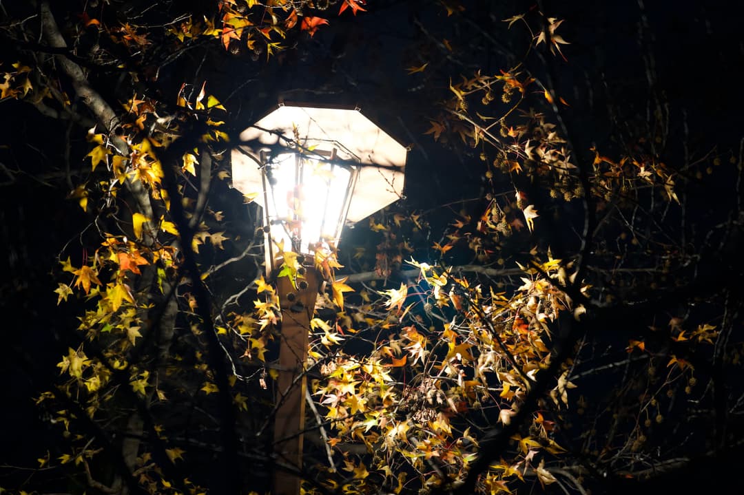 Lamplight through leaves – Osaka, Japan