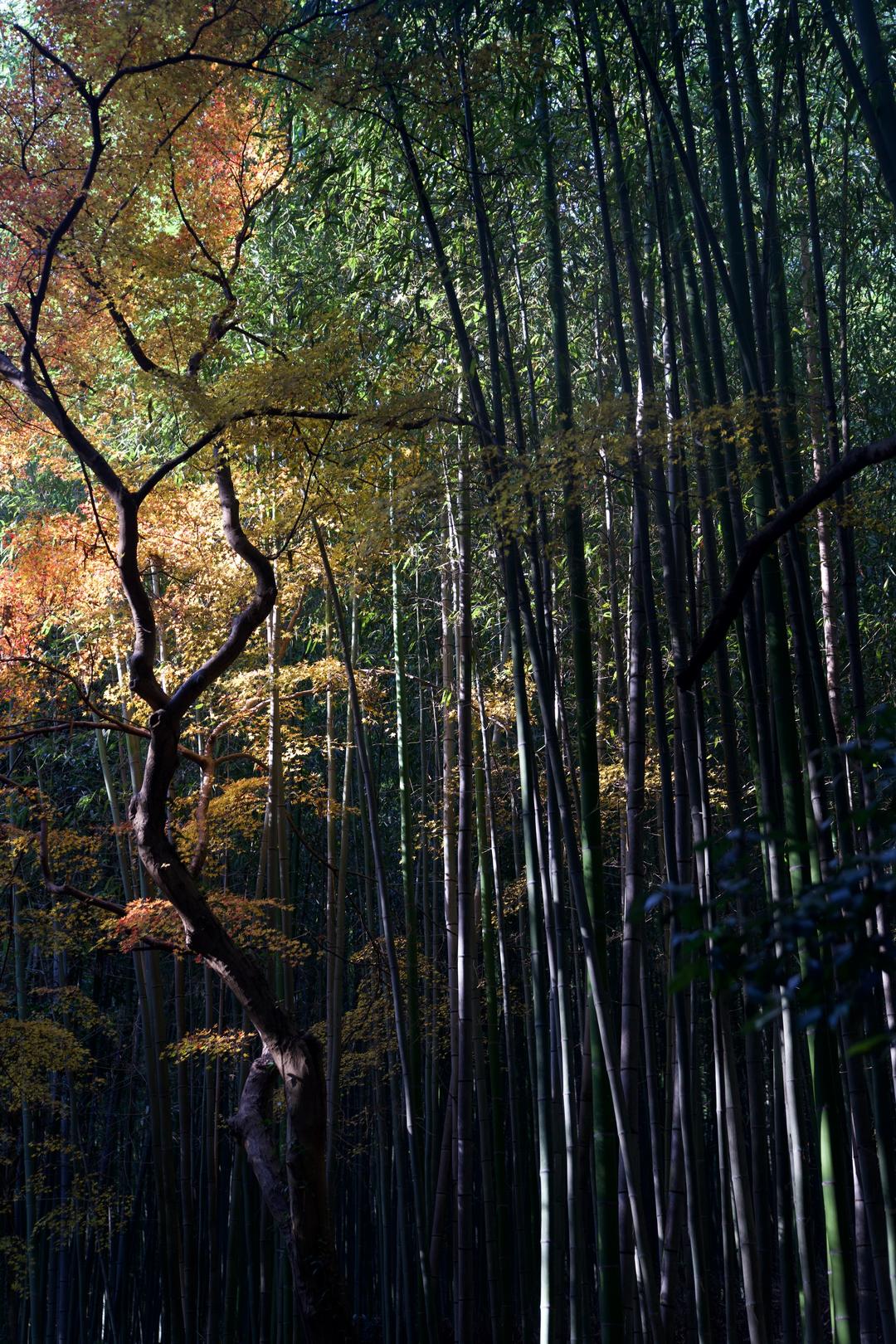 Maple against bamboo – Kyoto, Japan